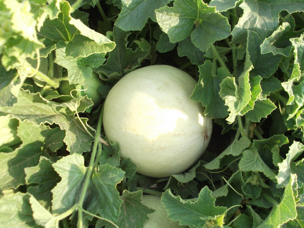 melon with pale green flesh