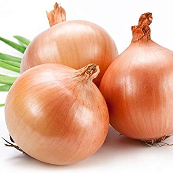 Onion - Texas Early Grano 502